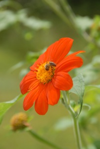 Collecting pollen on a Mexican sunflower